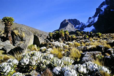 Mount Kenya National Park/Natural Forest | GoUNESCO | Go UNESCO