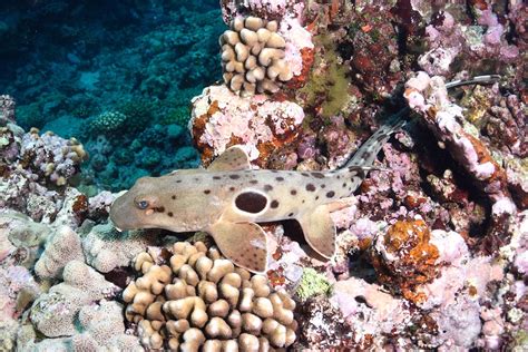 These Unique Reef Sharks Can Walk on Dry Land - EcoWatch