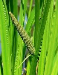 Uses of Vacha - Acorus Calamus (Calamus Root) - Home Remedies | Natural ...