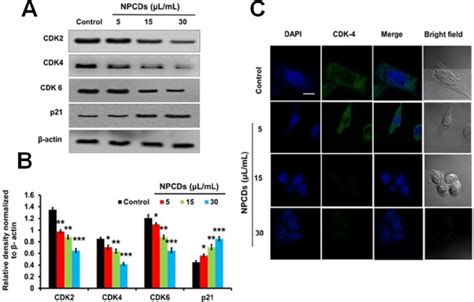 Effect of nitrogen-/phosphorous-doped carbon dots on cell cycle arrest ...