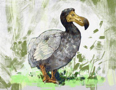 Representation of the extinct dodo bird (illustration)