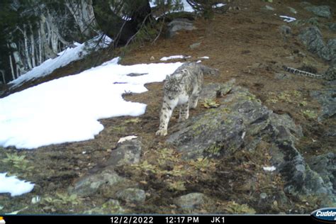 Climate change causing snow leopards to scale altitudes