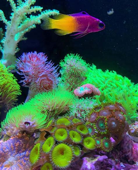 Plants above the water line and a reef you don't want to miss! | Reef2Reef