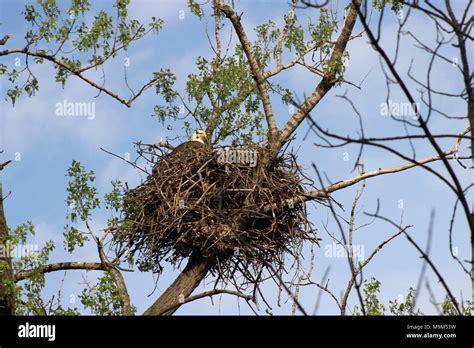 Bald Eagle Nesting Stock Photo - Alamy