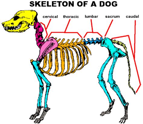 Animal Spine Bones