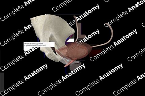 Pubovesical Ligament | Complete Anatomy