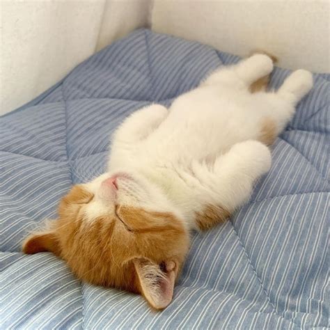 "The Internet Can't Get Enough of This Adorable Kitten's Sleeping Habits"