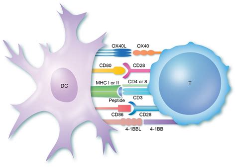 T-cell activation | British Society for Immunology