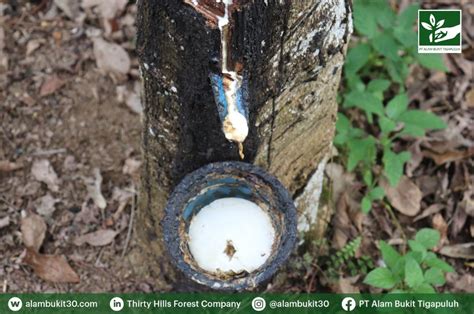 Pohon Karet Penghasil Getah Komoditas Unggul - PT Alam Bukit Tigapuluh