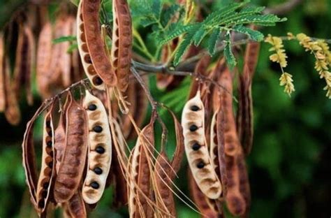 Acacia Concinna Fruit Extract🌿 | Acacia, Starting seeds indoors, Seeds