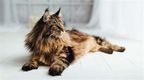 Maine Coon Persian Mix Cat Breed Overview - Love Your Cat