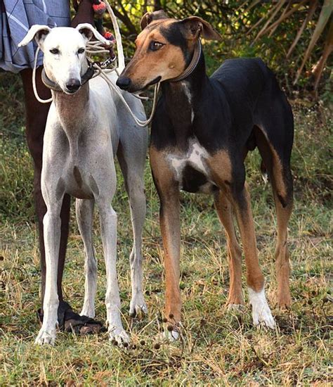 KANNI DOG | Dogs, Hound dog breeds, Mixed breed dogs