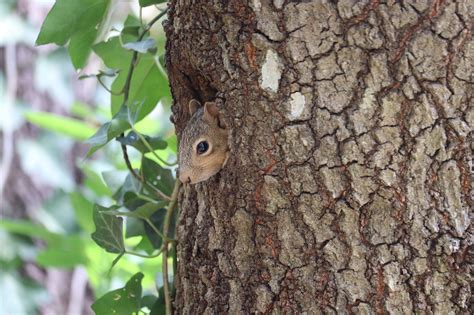 Squirrel Tree Hole - Free photo on Pixabay - Pixabay