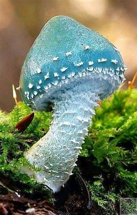 Woodland Mushroom | Stuffed mushrooms, Mushroom pictures, Wild mushrooms