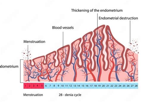 Normal Endometrial Thickness in Periods & Pregnancy