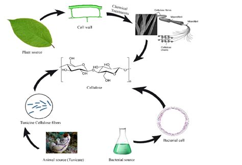 Cellulose sources and the flow chart of different production methods | Download Scientific Diagram