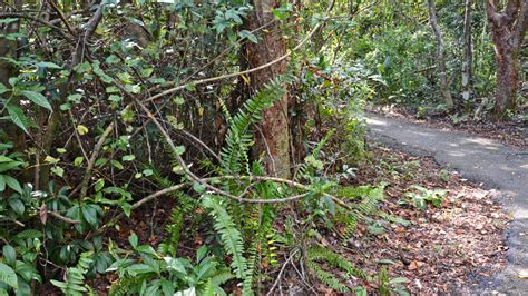 Anhinga Trail, Everglades National Park – Florida Hikes