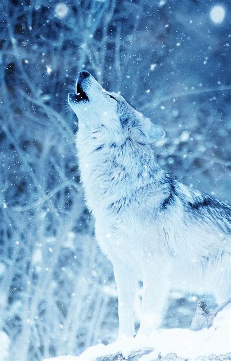 Lonely Wolf in the ice Phone Cover | Wolf wallpaper, Snow wolf, Wolf spirit animal