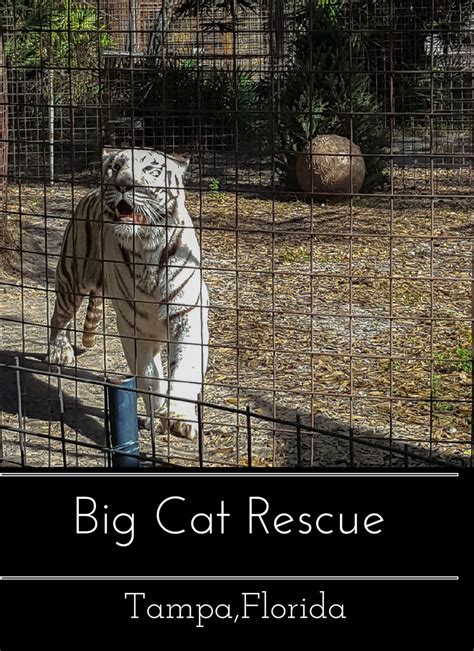 A Day of Learning at Big Cat Rescue - Casual Travelist