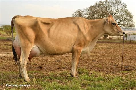 Jersey Cattle: A Guide to Dairy Cow Breeds