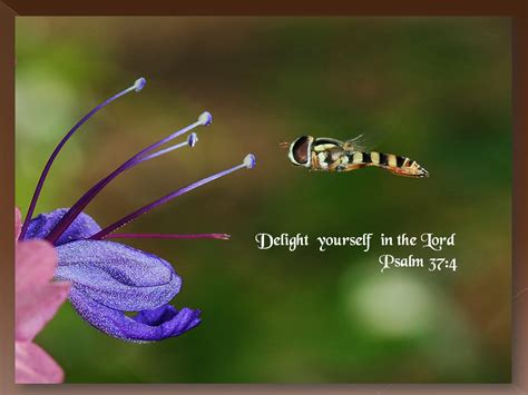 Delight yourself in the LORD verse desktop background wallpapers and photos