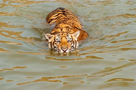 Tiger swimming in a river stock image. Image of east - 17621693