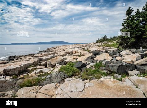 Trees and granite rock at Schoodic Point in Acadia National Park in Maine Stock Photo - Alamy