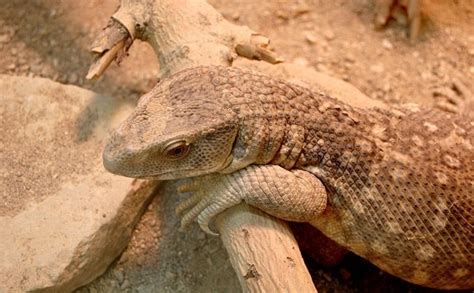 Savannah Monitor Care Sheet: What EVERY Owner Must Know...