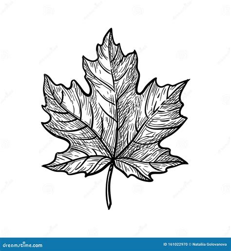 Ink sketch of maple leaf. stock vector. Illustration of nature - 161022970