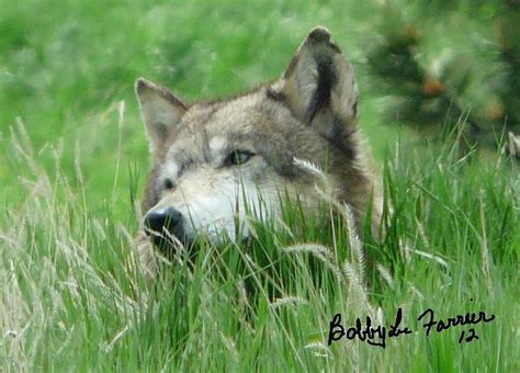 Wolf Laying In Grass Photograph by Bobbylee Farrier - Fine Art America