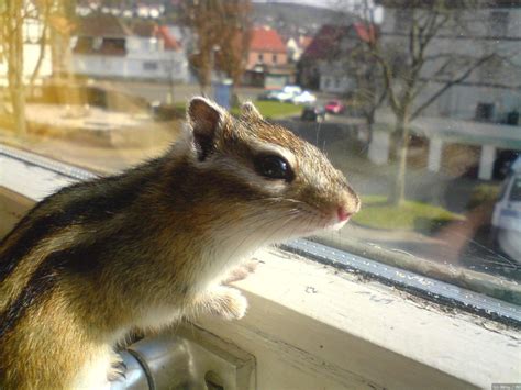 chipmunk | Pets & Critters | Pinterest