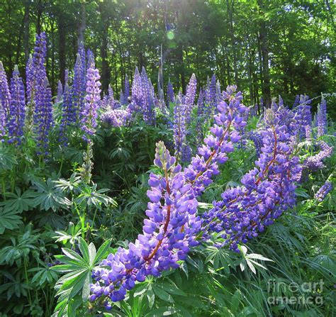 Wild Purple Lupine 6 Photograph by Amy E Fraser - Fine Art America