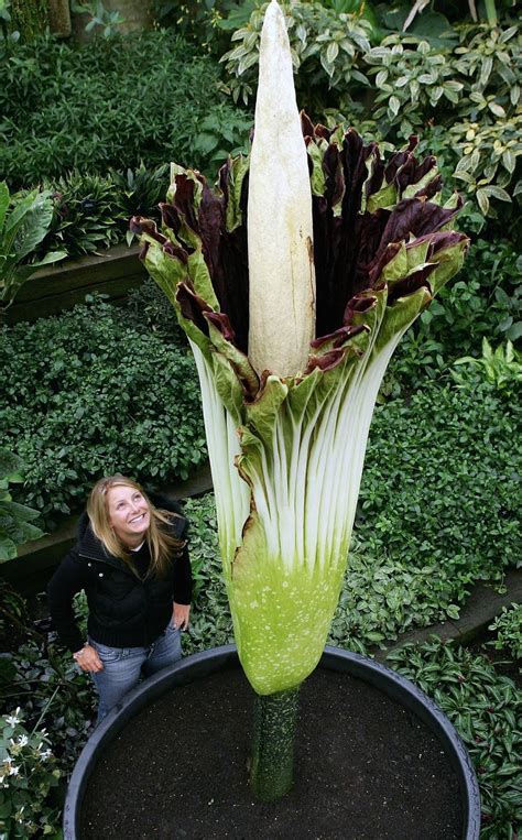 Bloody Oath: Amorphophallus titanum (the Titan Arum)