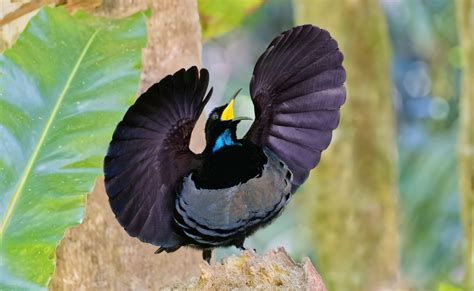 victorias-riflebird - Visit Daintree Rainforest