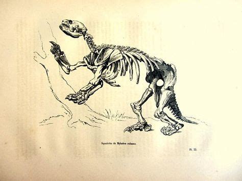 1860 antique print of skeleton of Mylodon robustus, vintage extinct gigant ground sloth ...