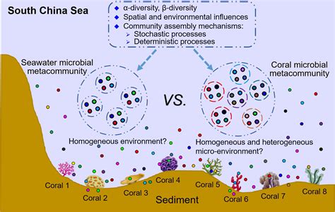 Frontiers | Dispersal Limitation Expands the Diversity of Coral Microbiome Metacommunity in the ...
