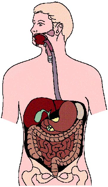 Digestive System Clip Art - Cliparts.co