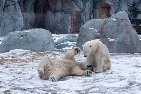 Adorable Tundra Animals - The Canadian Arctic Comes to Life