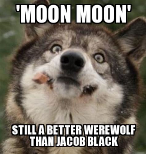 45 Very Funny Wolf Meme Pictures That Will Make You Laugh