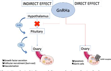 Gonadotropin-Releasing Hormone | Function, Structure, And Disorders