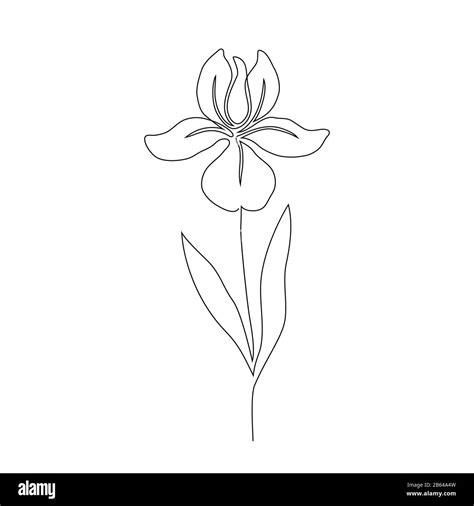 Iris flower drawing black and white Cut Out Stock Images & Pictures - Alamy