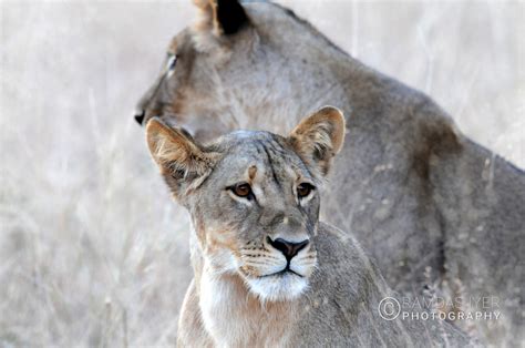 Botswana Wildlife – Ramdas Iyer Photography