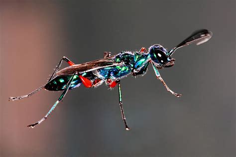 Emerald cockroach wasp - Wikipedia