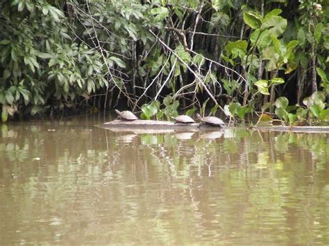 Orinoco River (Orinoco Delta) - 2020 All You Need to Know BEFORE You Go (with Photos) - Tripadvisor