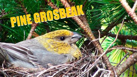 PINE GROSBEAK SONG | Nesting Bird | Bird Nest Camera Live - YouTube