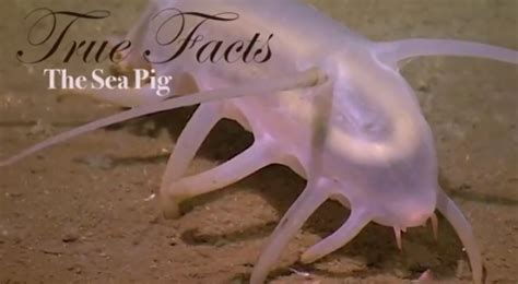 Face It, You Don’t Know Enough True Facts About Sea Pigs, Let Us Help ...