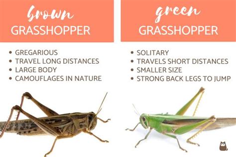 What Does a Grasshopper Eat? - Grasshopper Diet