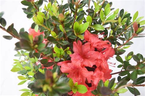 Fashion Azalea Azalea Plant Azalea Evergreen Shrub Red - Etsy