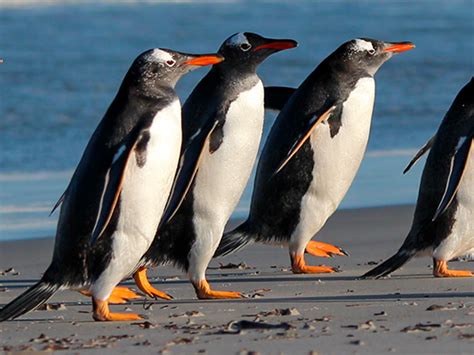 A Penguin's Waddle Is More Efficient Than Your Walk (Who's Laughing Now?) | Latest Science News ...