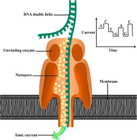 Principle of MinION Oxford Nanopore Sequencer, An enzyme at the centre... | Download Scientific ...